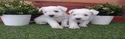Schnauzer Miniatura perros en venta: Espectaculares schnauzers mini blancos - Anuncio 7