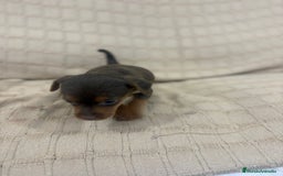 Pinscher Miniatura perros en venta: Pinscher miniatura chocolate  - Imagen 28