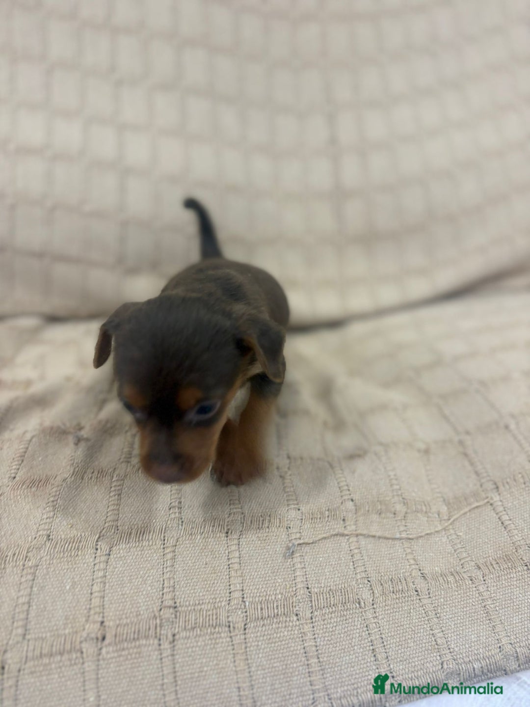 Pinscher Miniatura perros en venta: Pinscher miniatura chocolate  - Imagen 28