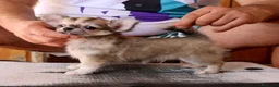 Chihuahua perros en venta: Machito de pelo largo - Anuncio 8