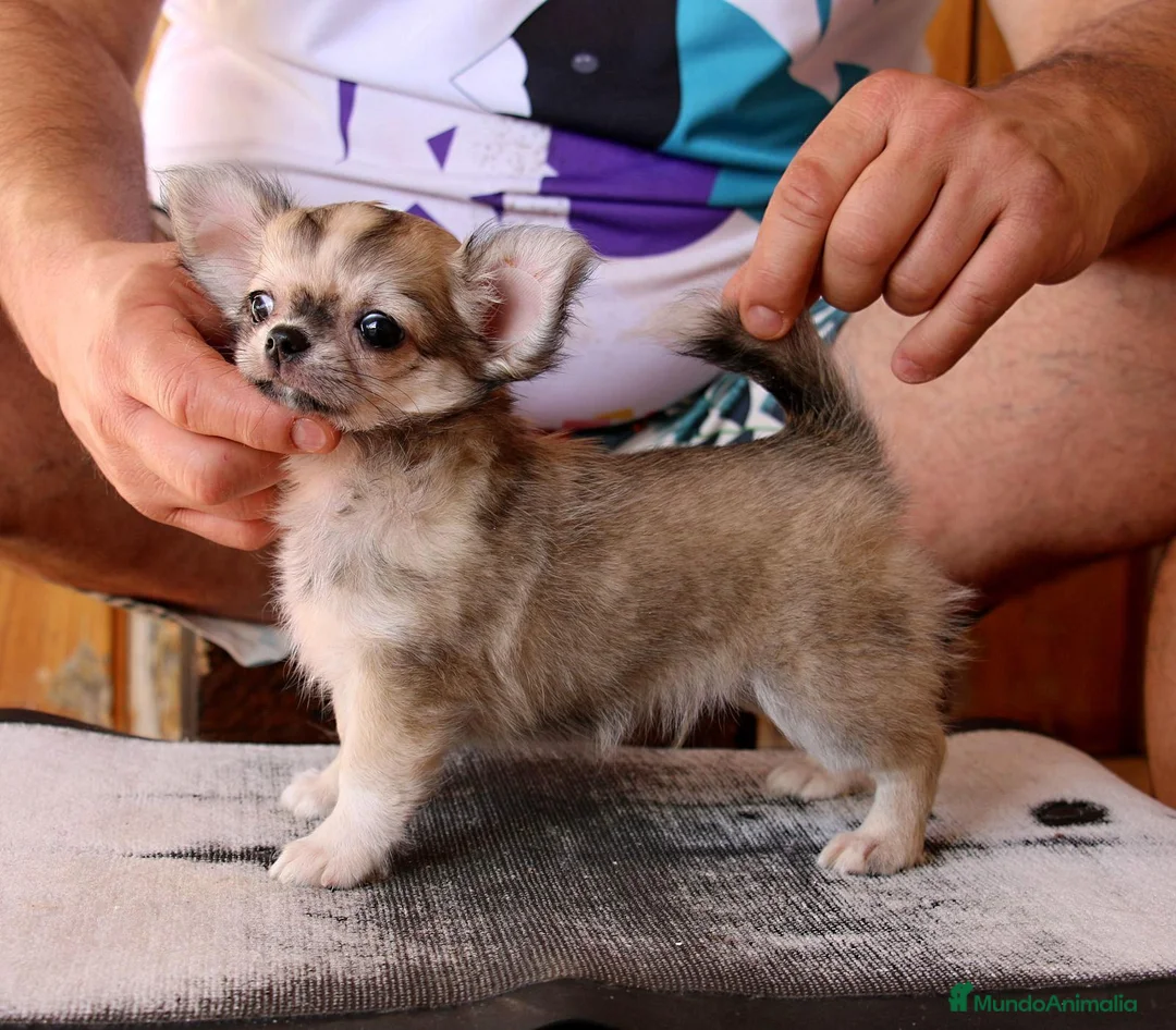 Chihuahua perros en venta: Machito de pelo largo - Anuncio 8