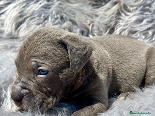 Cane Corso perros - Anuncio 9