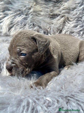 Cane Corso perros - Anuncio 8