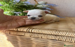 Chihuahua perros en venta: Chihuahua pelo corto macho disponible !! - Imagen 3