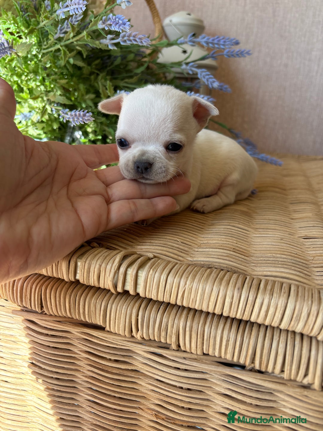 Chihuahua perros en venta: Chihuahua pelo corto macho disponible !! - Imagen 3