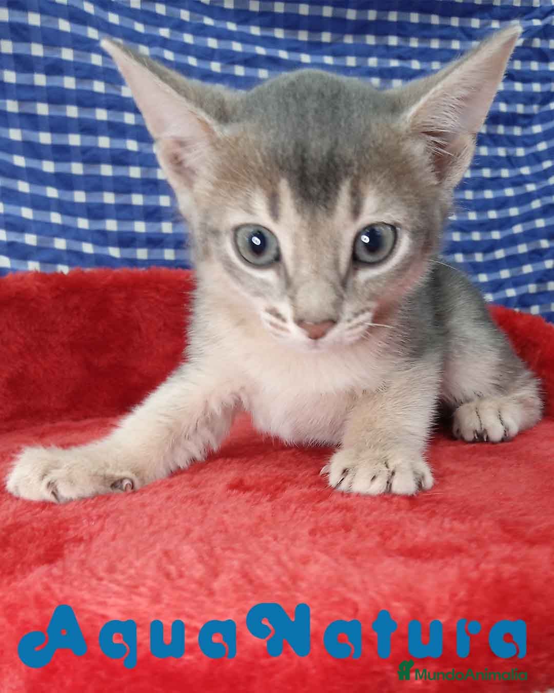 Abisinio gatos  Abisinio Macho de Mia 4176 - AQUANATURA en Barcelona - Anuncio 24