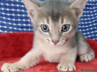 Abisinio gatos Abisinio Macho de Mia 4176 - AQUANATURA en Barcelona - Anuncio 10