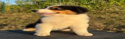 Pastor Australiano perros en venta:  Bahia de Txingudi Pastor Australiano  - Anuncio 12