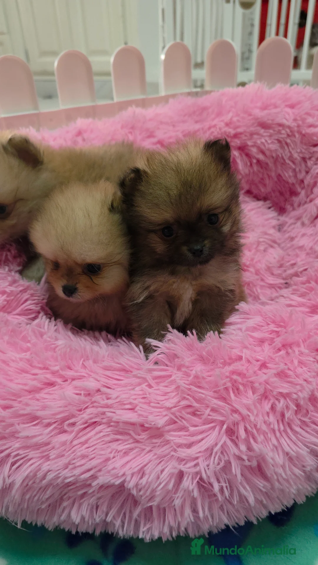 Pomerania perros en venta: Lulus pomerania exoticos - Anuncio 3