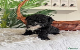 Caniche Toy perros en venta: CANICHE TOY HEMBRA - Imagen 12