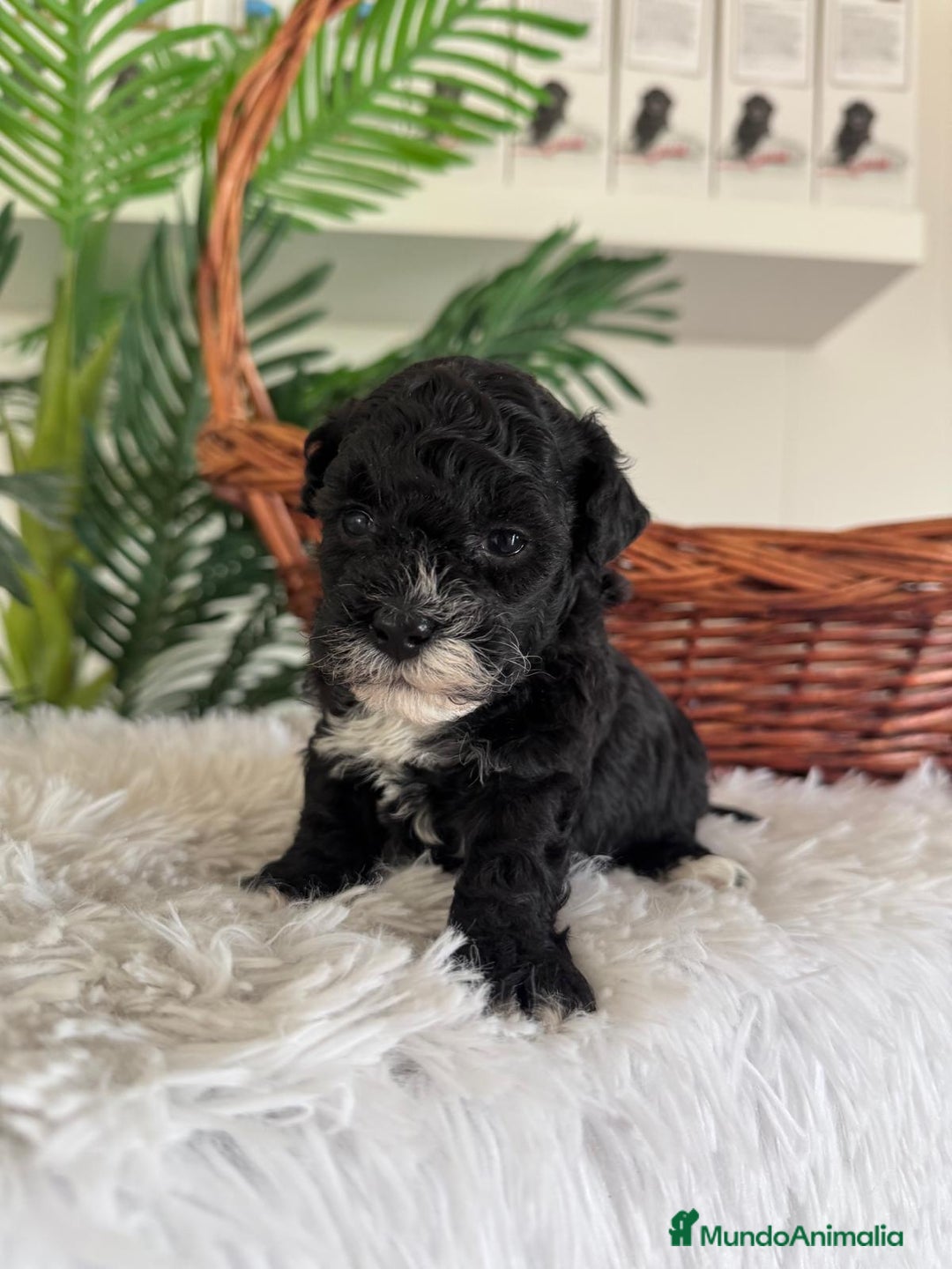 Caniche Toy perros en venta: CANICHE TOY HEMBRA - Imagen 12