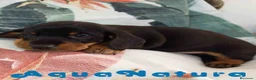 Teckel Miniatura perros en venta: Teckel Macho de Tria y Tilo 1760 AQUANATURA - Anuncio 2