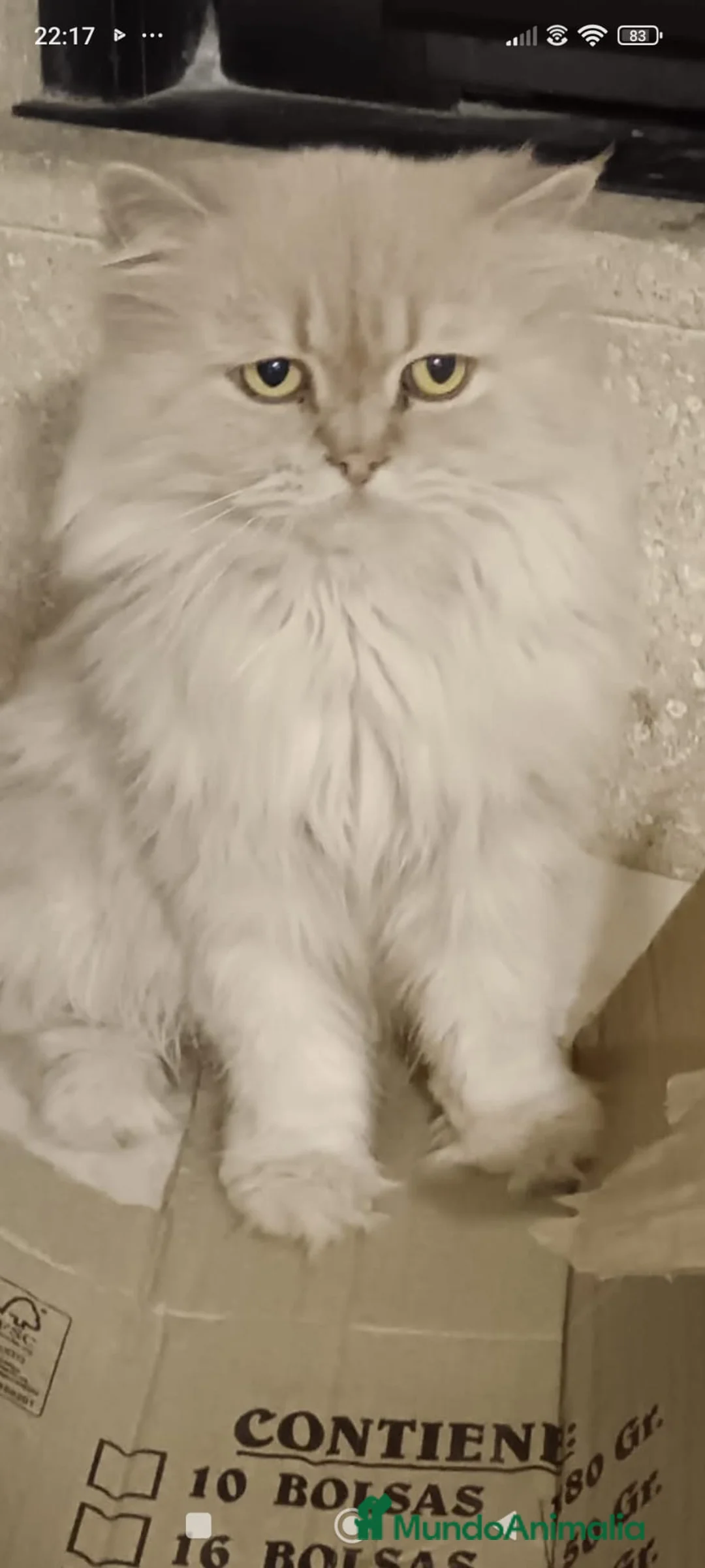 Persa gatos en venta: Gatos persas - Anuncio 8