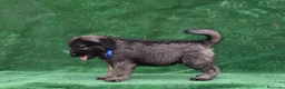 Pastor del Cáucaso perros en venta: Disponible Pastor del Cáucaso - Anuncio 5