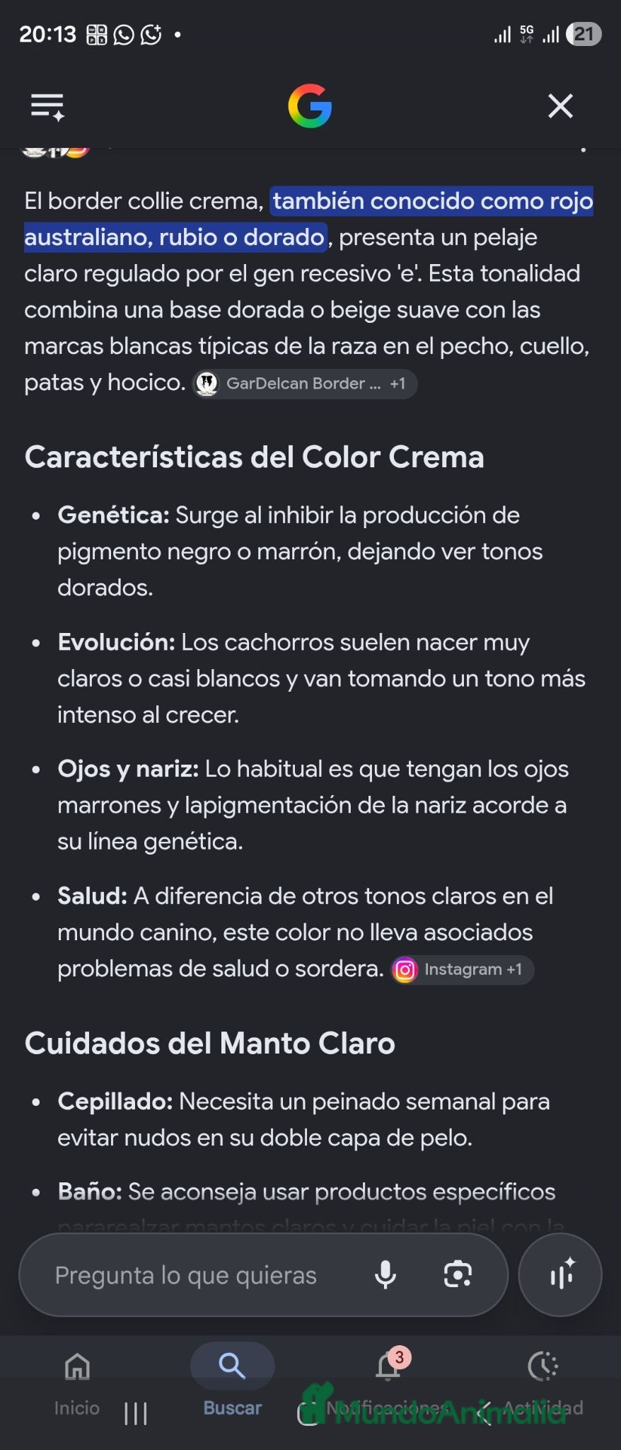 Border Collie perros Exclusivo border genetica "ee-red" - Anuncio 4
