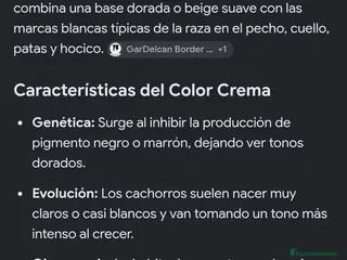Border Collie perros Exclusivo border genetica "ee-red" - Anuncio 4