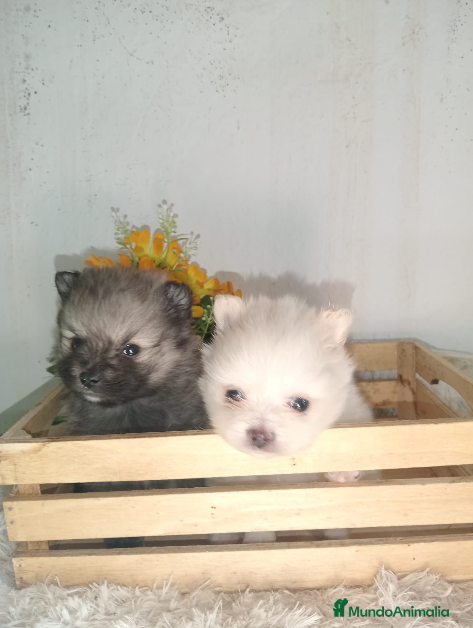 Pomerania perros Pomerania  - Anuncio 31