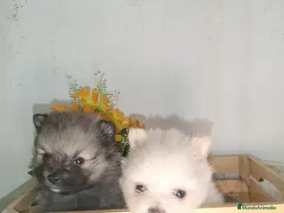 Pomerania perros Pomerania - Anuncio 31