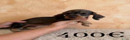 Teckel Miniatura perros en venta: Tekel minis pelo semiduro - Anuncio 5