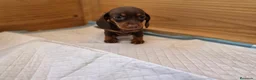 Teckel perros en venta: TECKEL MINI & KANNINCHEN - Anuncio 1