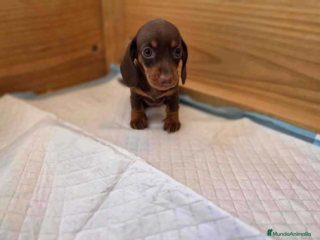 Teckel perros en venta: TECKEL MINI & KANNINCHEN - Anuncio 1