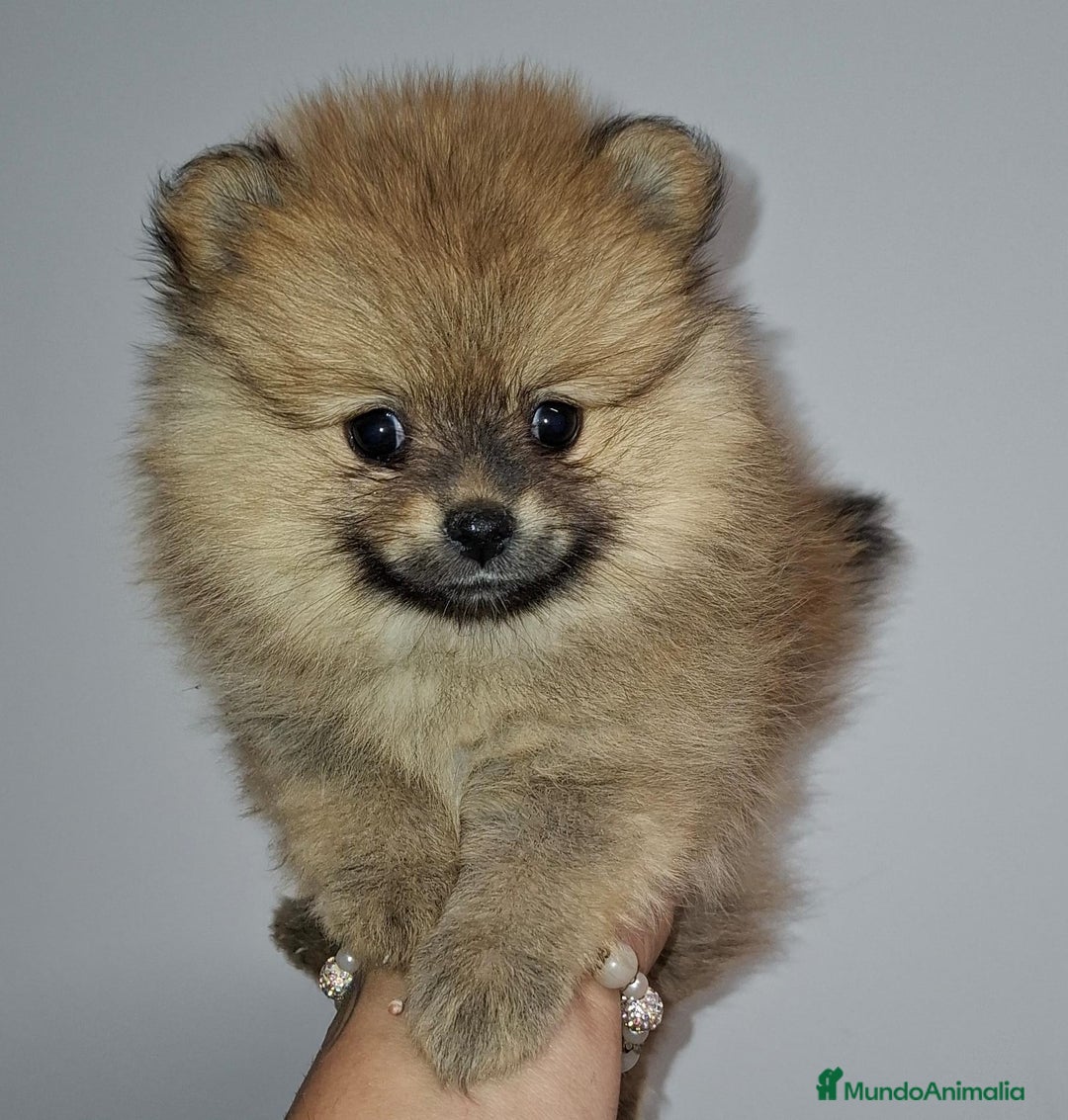 Pomerania perros en venta: Últimos bebes de pomerania - Imagen 14