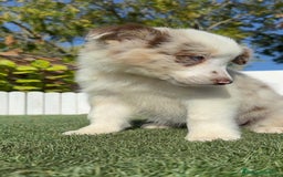 Border Collie perros en venta: BORDER COLLIE - Anuncio 7