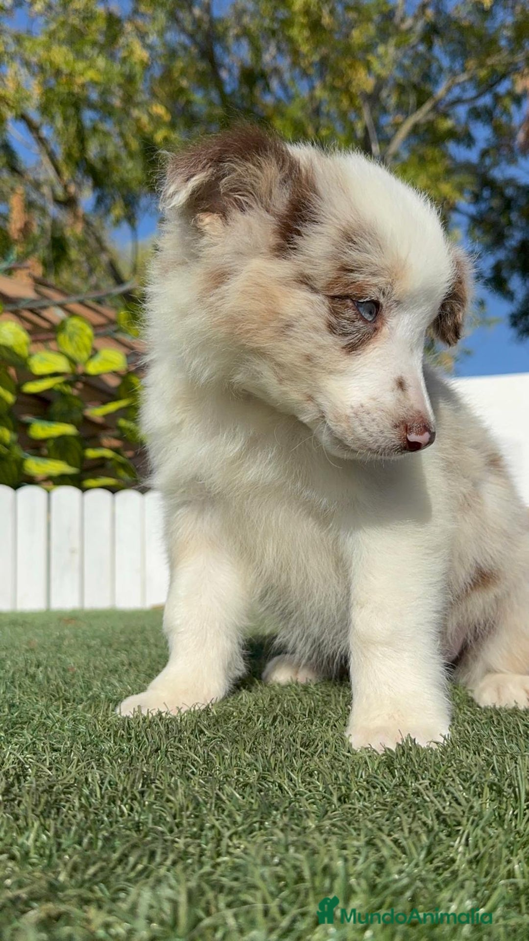 Border Collie perros en venta: BORDER COLLIE - Anuncio 7