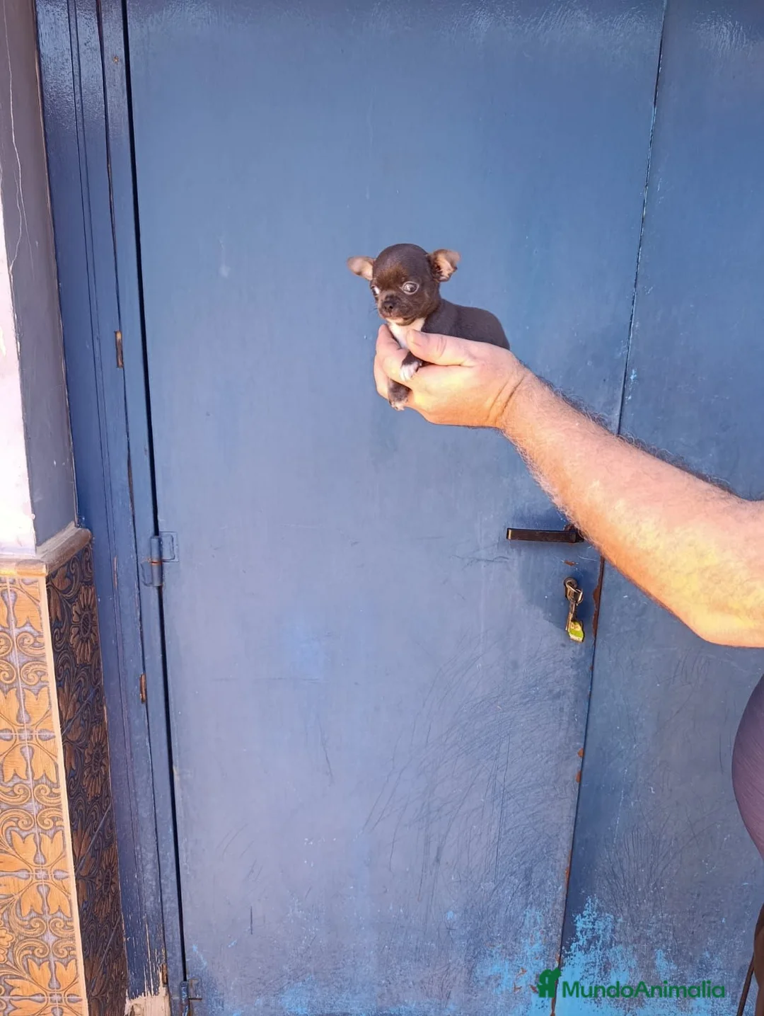 Chihuahua perros en venta: Macho chihuahua toy  - Anuncio 4