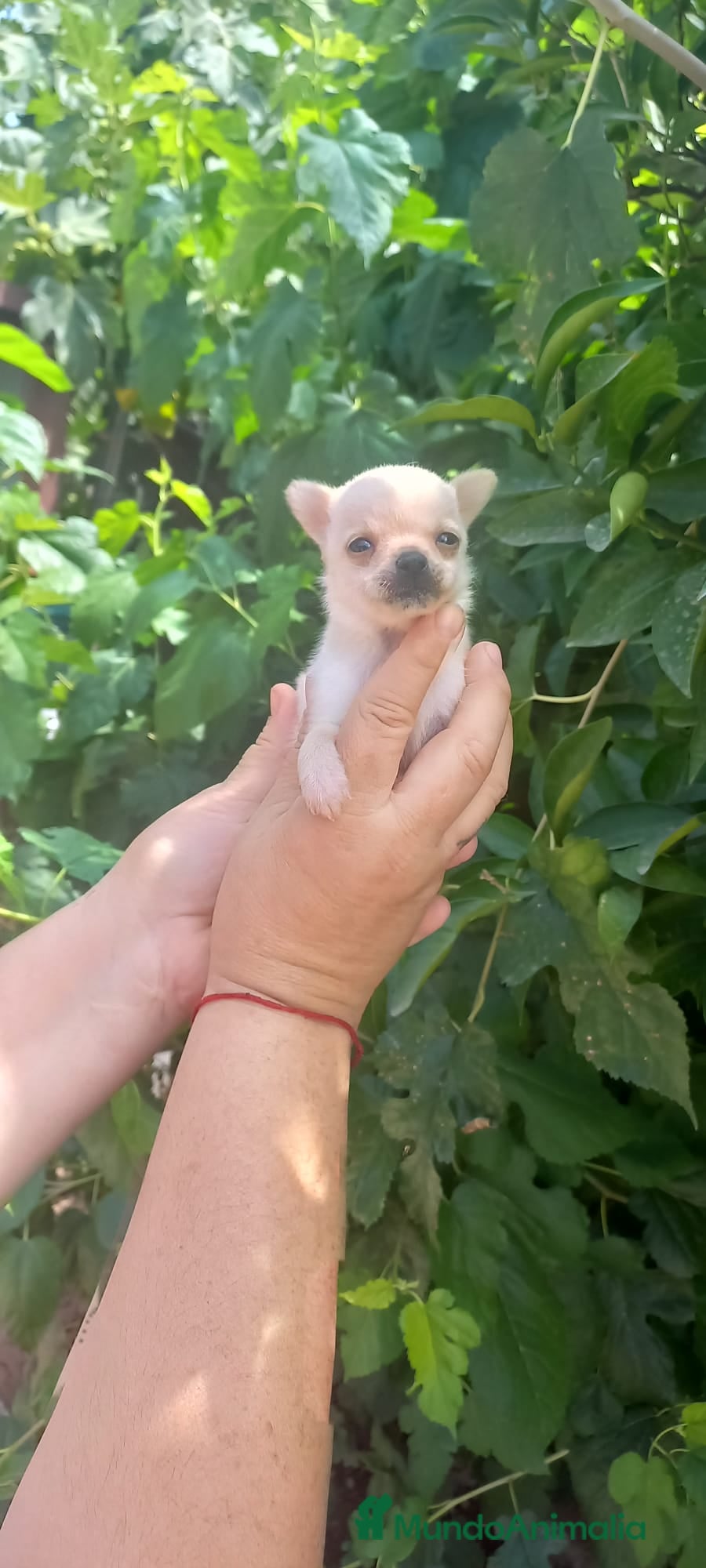 Chihuahua perros Camada de chihuahua super toy  - Anuncio 23