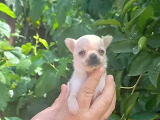 Chihuahua perros Camada de chihuahua super toy - Anuncio 23