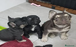 Bulldog Francés perros en venta: Bulldog francés fluffys Big rope Isabellas - Imagen 2