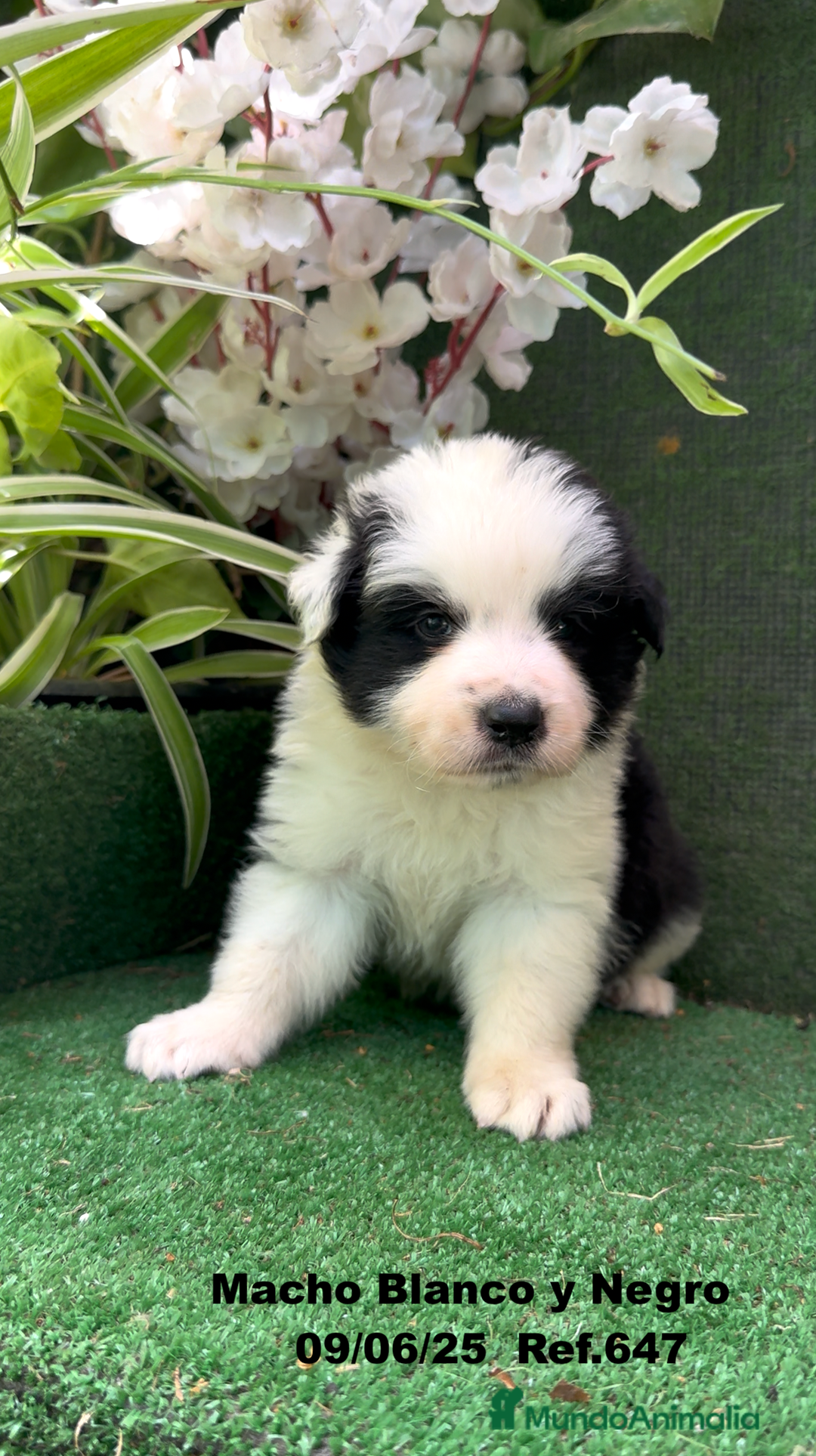 Border Collie perros en venta: BORDER COLLIE DE VILLA BIZNAGA - Imagen 37