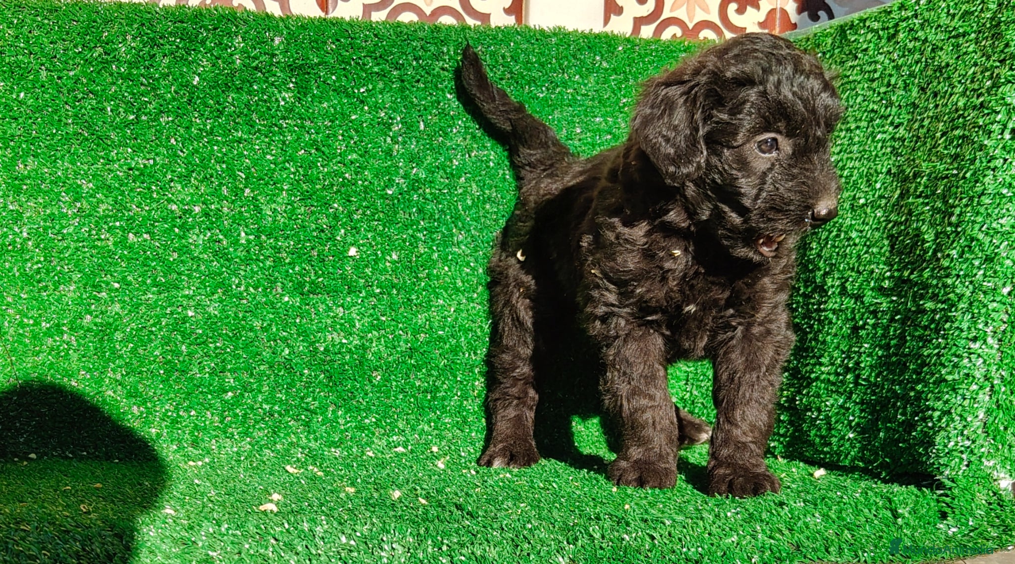 Perro de Agua Español perros Perros de agua - Anuncio 2