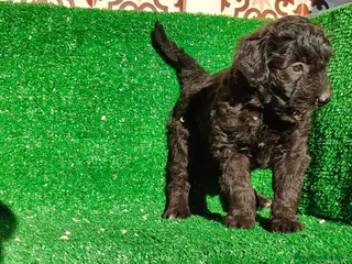 Perro de Agua Español perros Perros de agua - Anuncio 2