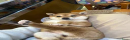 Shiba Inu perros en venta: Precioso macho de Shiba-inu ✨🦊 - Anuncio 4