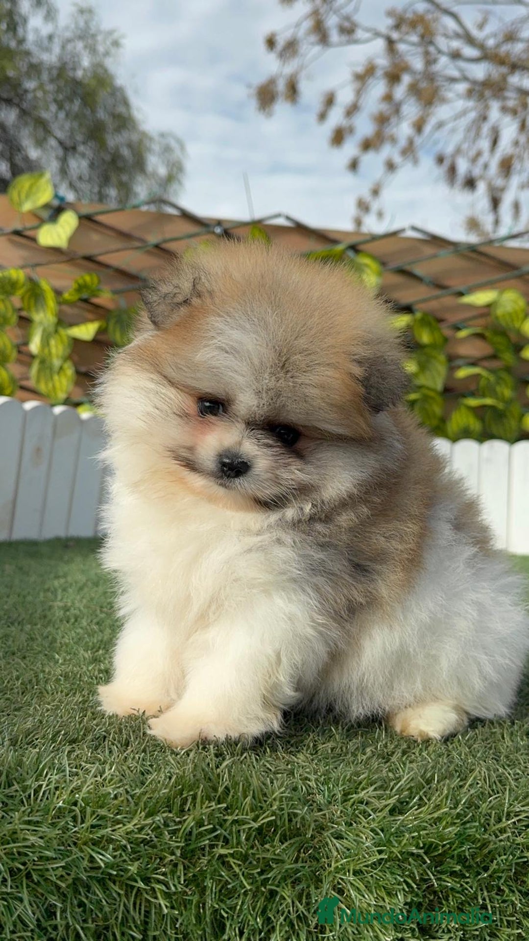 Pomerania perros en venta: POMERANIA HEMBRA DISPONIBLE - Anuncio 7