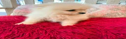Pomerania perros en venta: Pomerania toy  - Anuncio 10