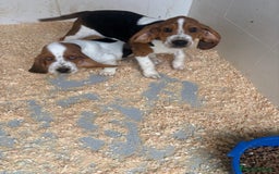Basset Hound perros en venta: Último BASSET HOUND  - Anuncio 11