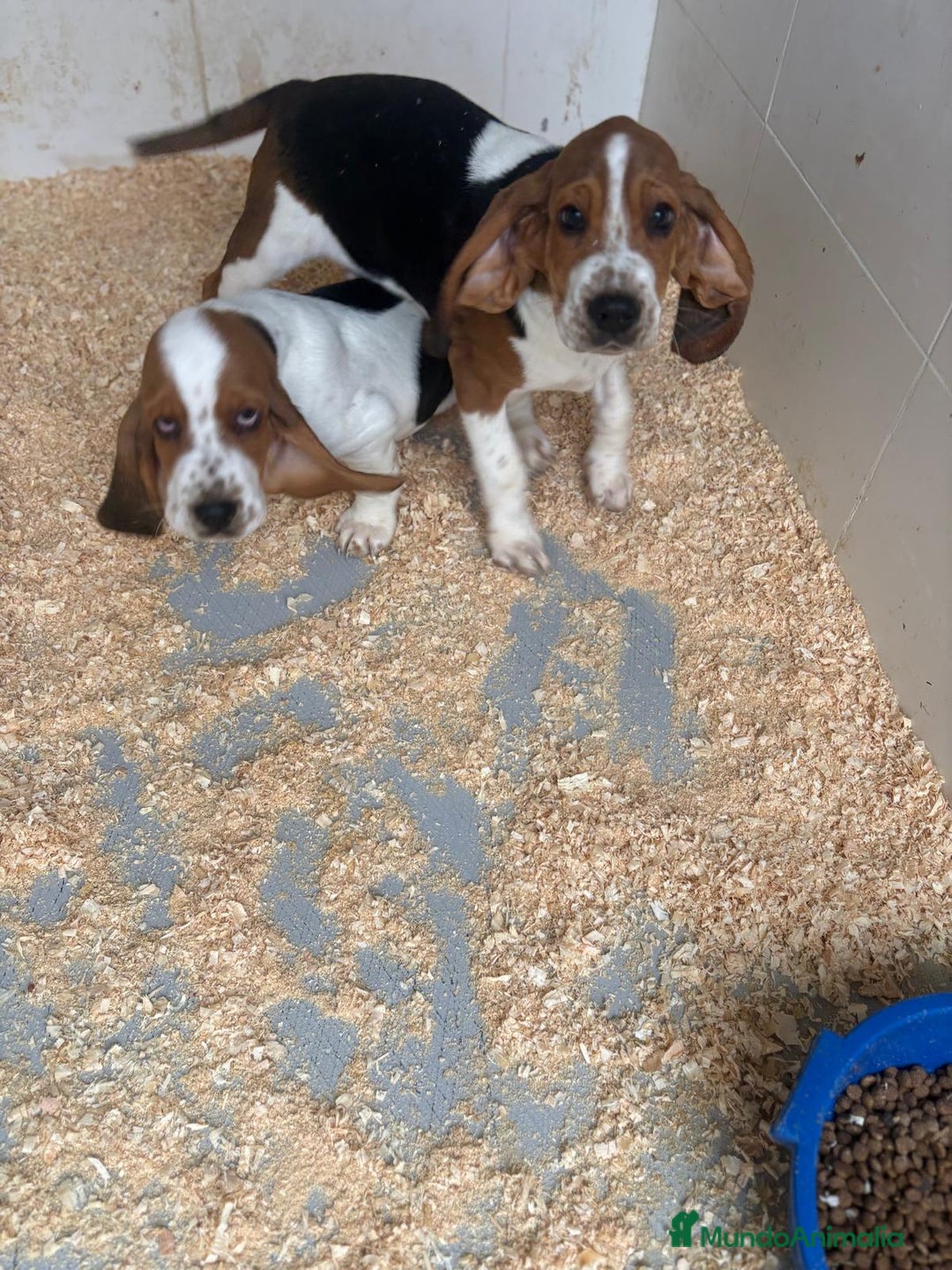 Basset Hound perros en venta: Último BASSET HOUND  - Anuncio 11