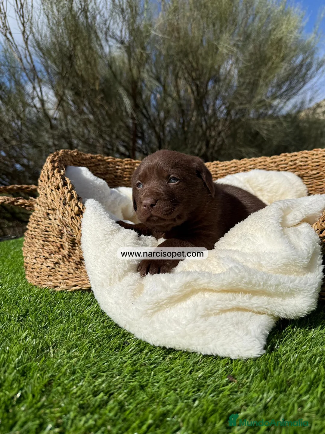 Labrador Retriever perros en venta: LABRADOR CHOCOLATE - Anuncio 3
