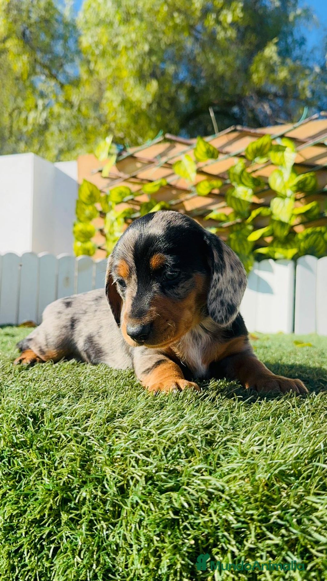 Teckel Miniatura perros en venta: TECKEL MINIATURA HEMBRA - Anuncio 12