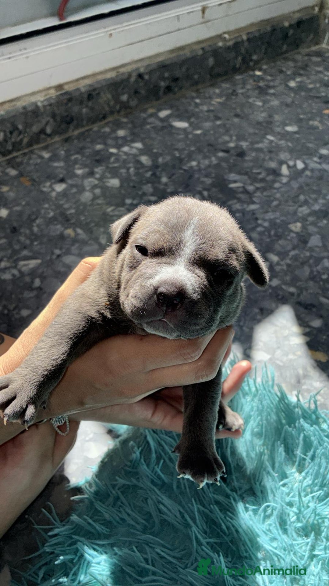 American Bully perros en venta: American bully pocket  - Imagen 2