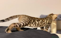 Bengalí gatos en venta: Gatita Bengalí - 3 Meses - Anuncio 3