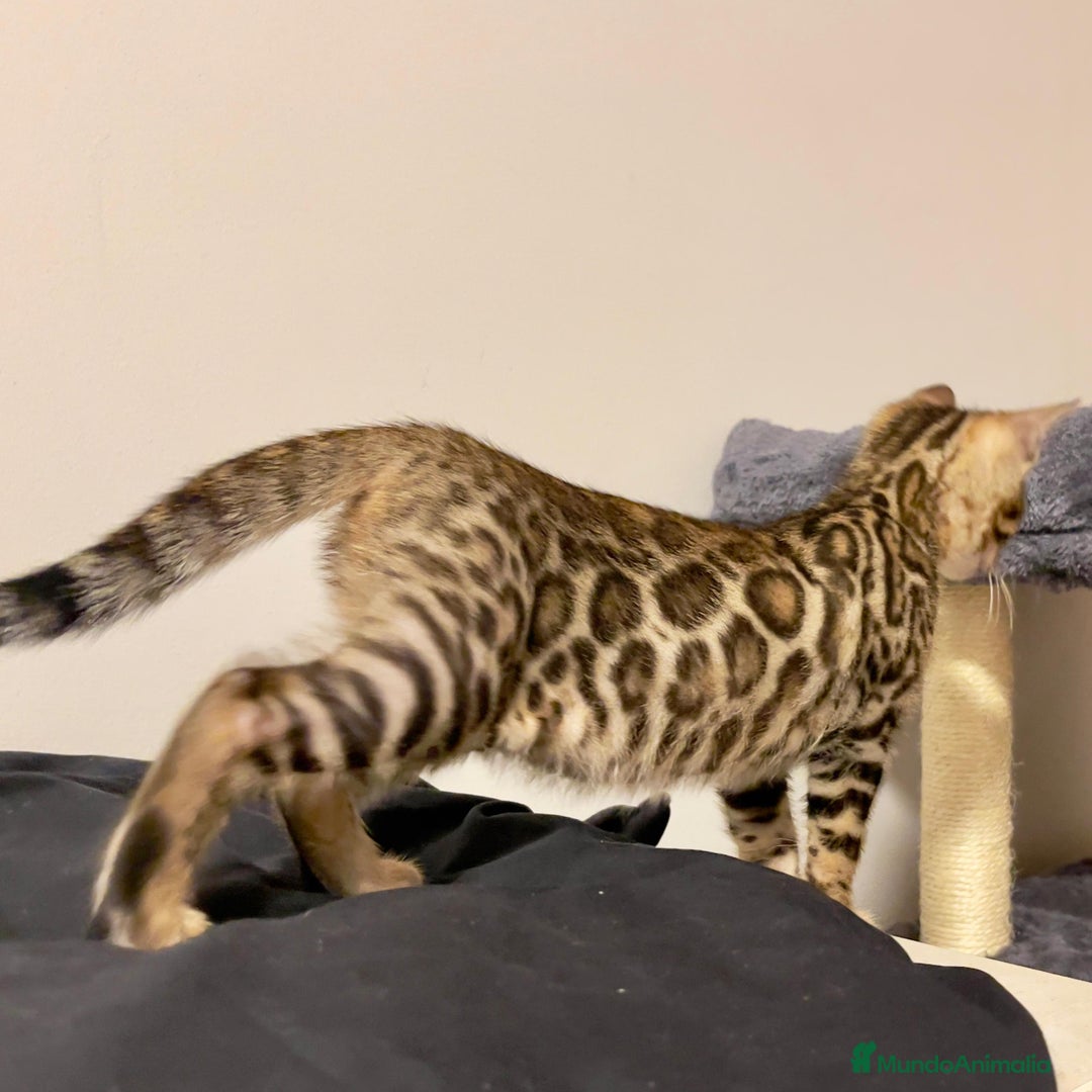 Bengalí gatos en venta: Gatita Bengalí - 3 Meses - Anuncio 3