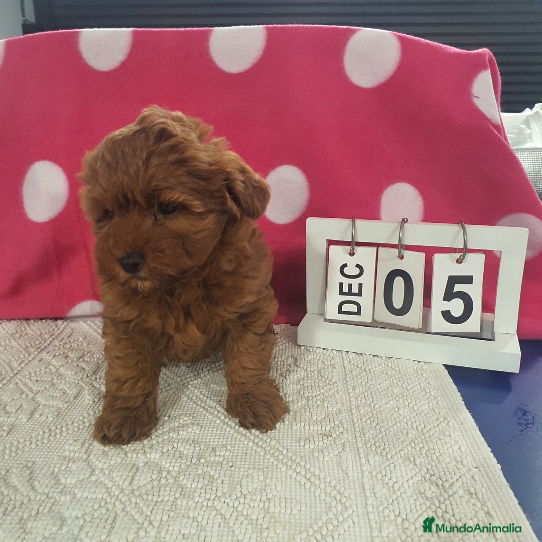 Maltipoo perros en venta: Maltipoo calidad - Anuncio 4