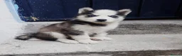 Husky Siberiano perros en venta: HUSKY PUPPY  - Anuncio 3