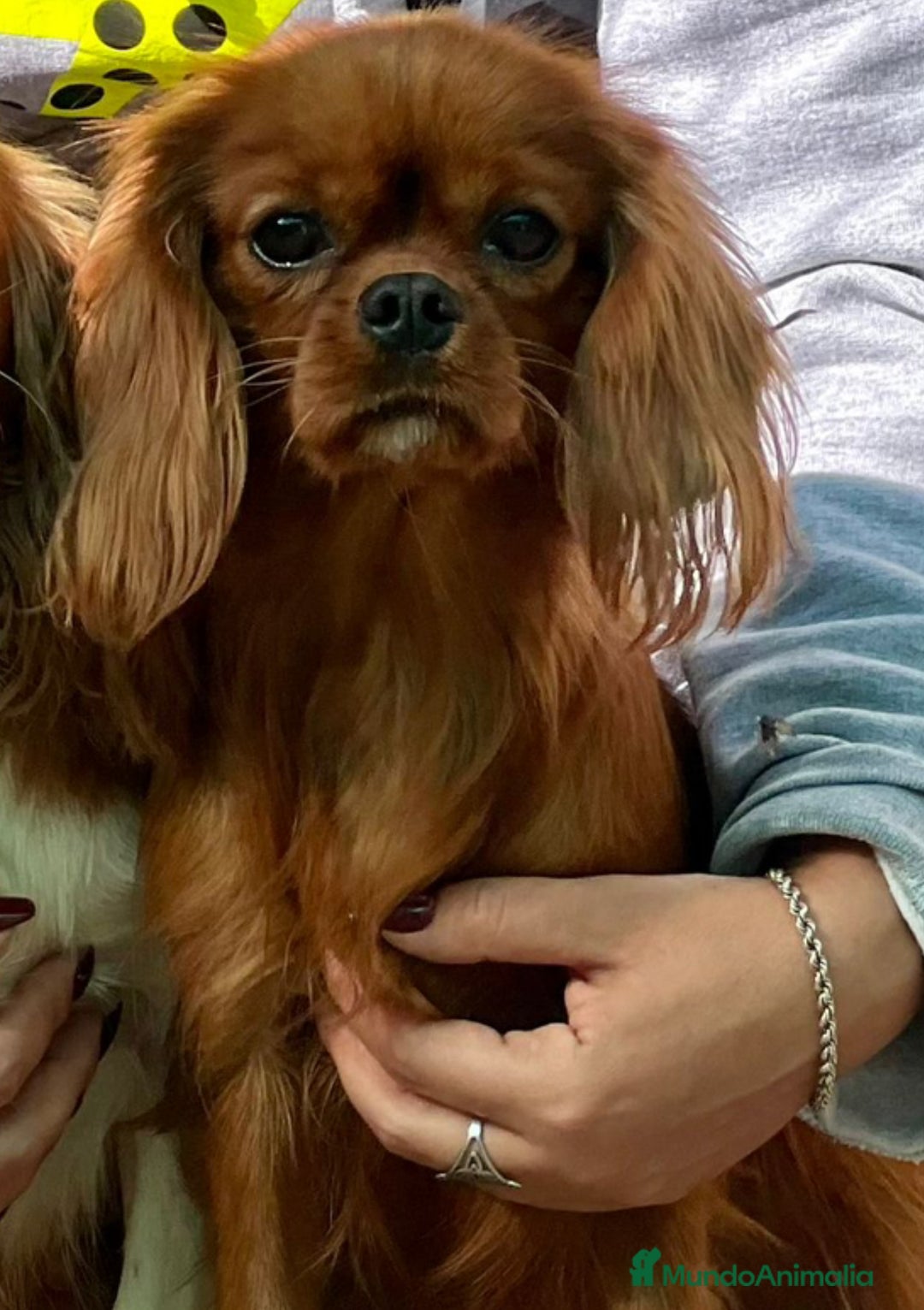 Cavapoo perros en venta: Cavapoo macho  - Anuncio 3