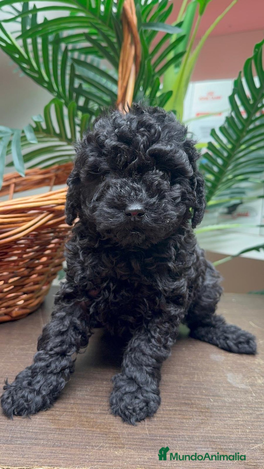 Caniche Toy perros en venta: CANICHE TOY MACHO - Anuncio 10