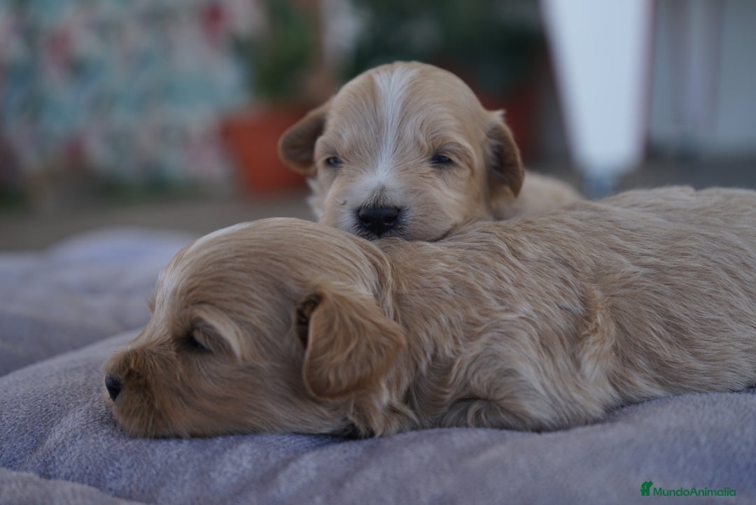 Maltipoo perros en venta: 🐾 Kepi y Harry – Maltipoo en sus primeros días ☁️ - Imagen 2